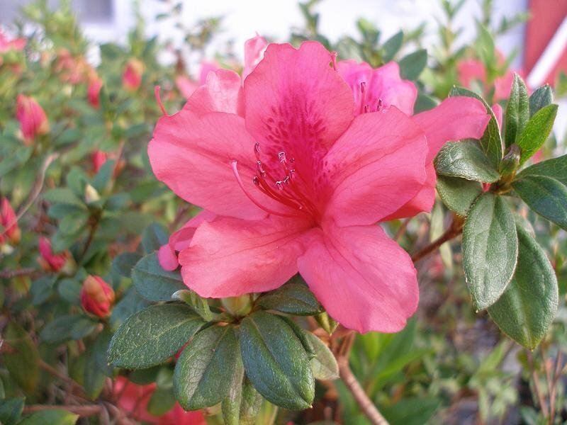 Pink Azalea Flower — Calm