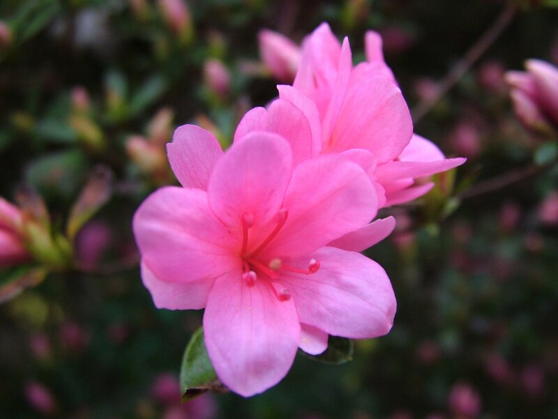 pink azalea flower close-up