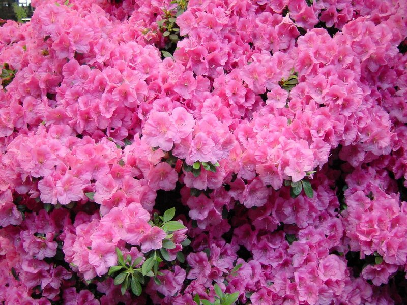 Pink azalea flower cluster