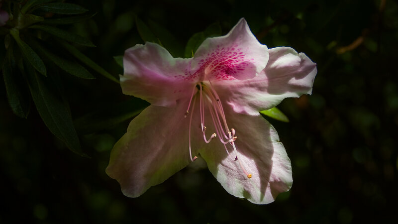 Pink Azalea Flower — Dramatic