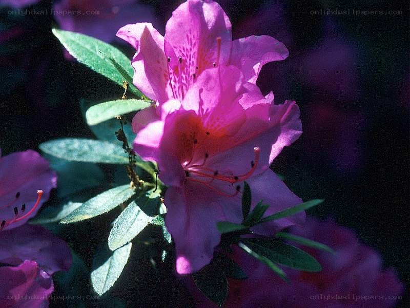 Pink azalea flower in bloom