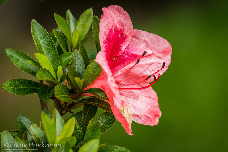 Pink azalea flower in bloom