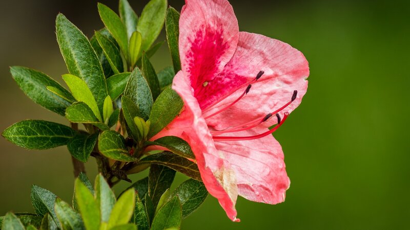 Pink Azalea Flower — Serene, Photograph