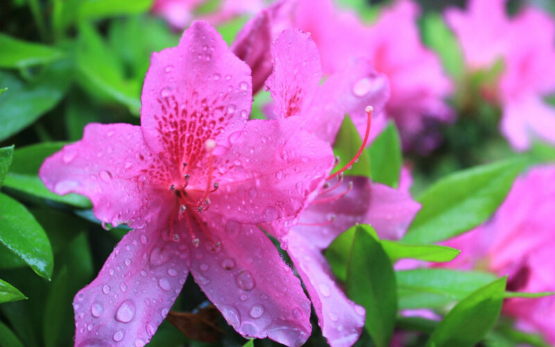 Pink Azalea Flower — Serene, Spring, Photograph, Raindrops
