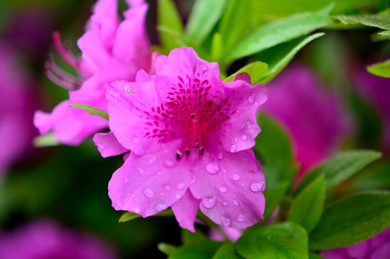 Pink Azalea Flower — Serene, Spring, Photograph