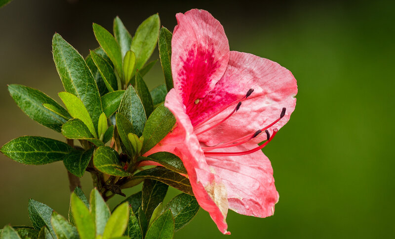 Pink Azalea Flower — Serene, Spring