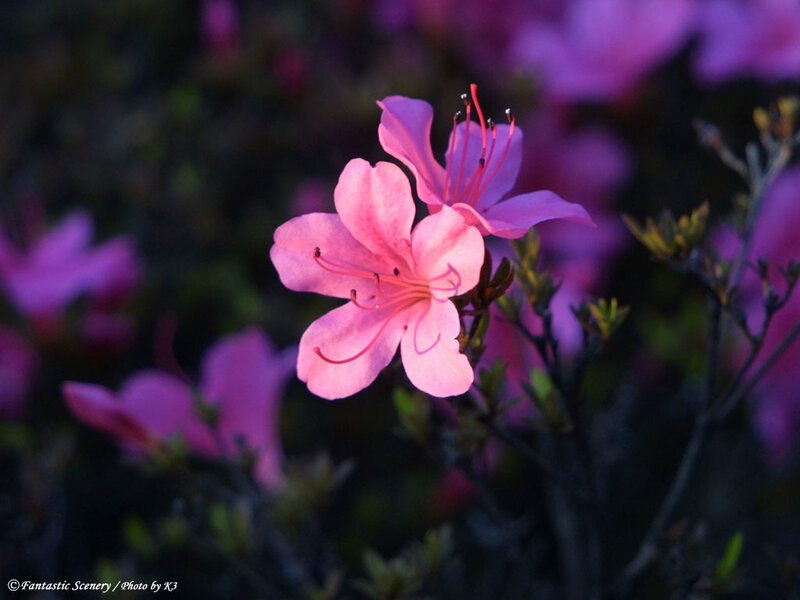 Pink Azalea Flower — Serene, Sunset