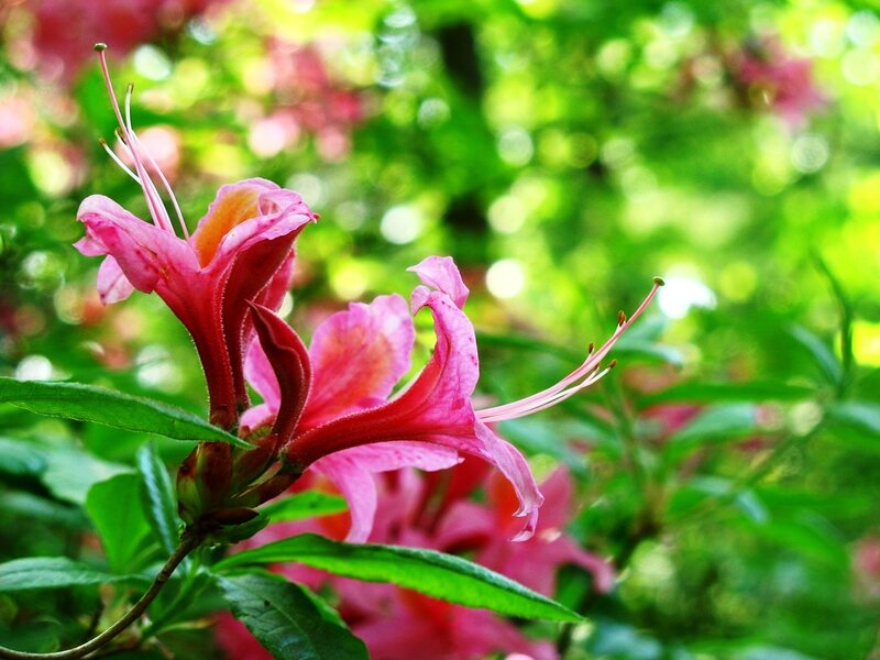 Pink Azalea Flower — Serene