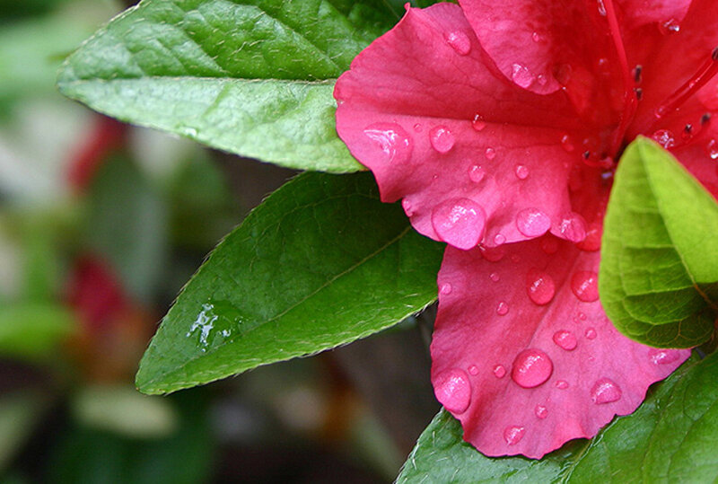 Pink Azalea Flower
