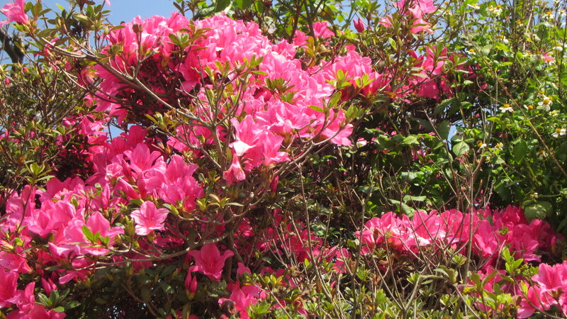 Pink Azalea Flowers — Bright