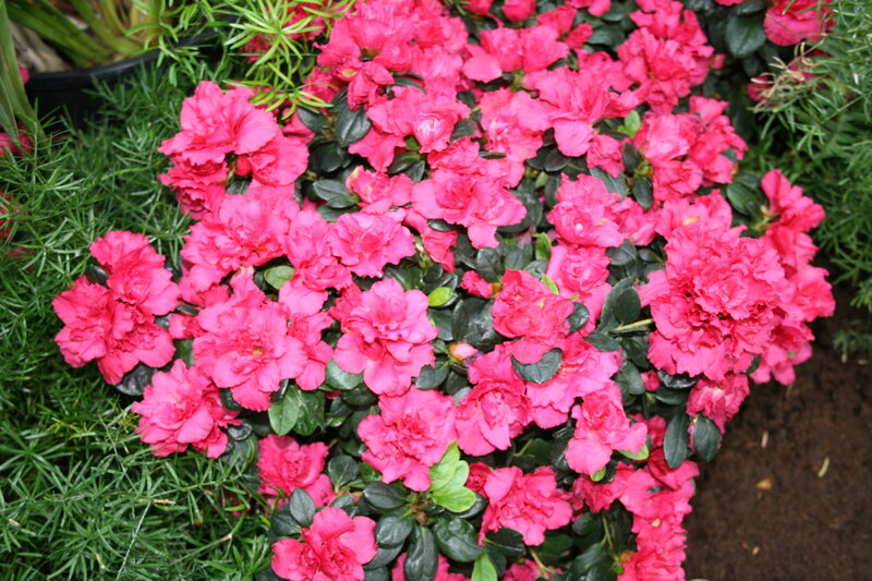 Pink Azalea Flowers — Calm, Photograph, Green Foliage