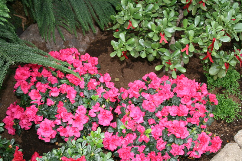 Pink Azalea Flowers — Calm, Photograph, Green Leaves