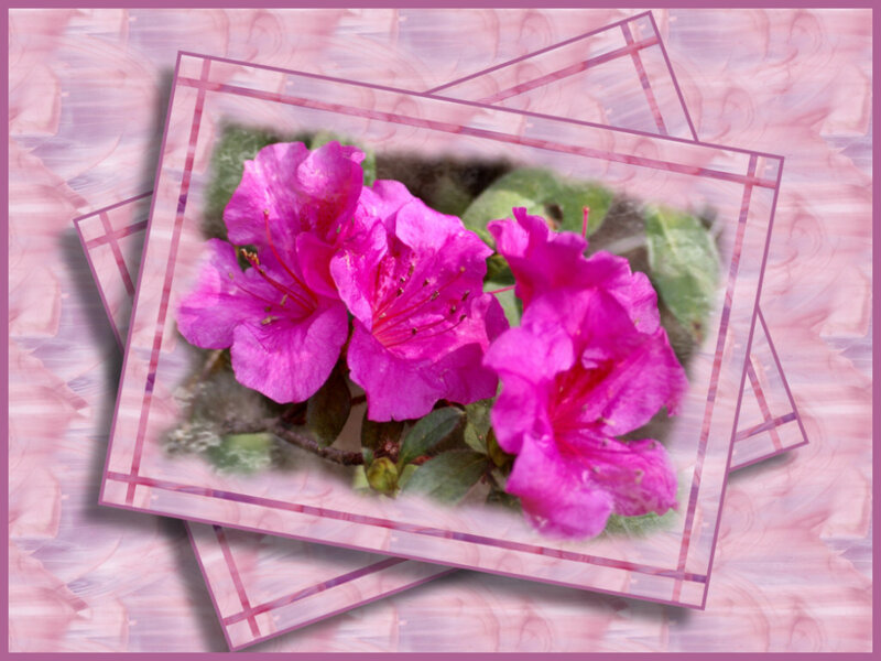 Pink Azalea Flowers — Calm, Photograph