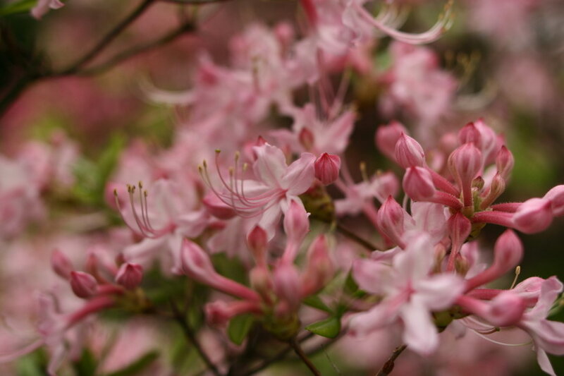 Pink Azalea Flowers — Calm, Spring, Photograph, Blossoms