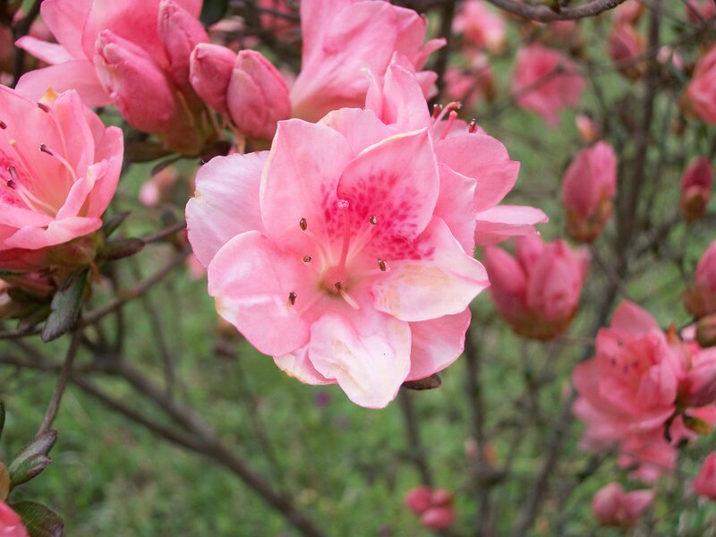 Pink Azalea Flowers — Calm, Spring, Photograph, Buds, Branches
