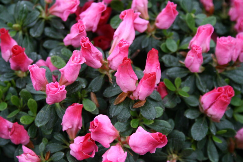 Pink Azalea Flowers — Calm, Spring, Photograph, Buds
