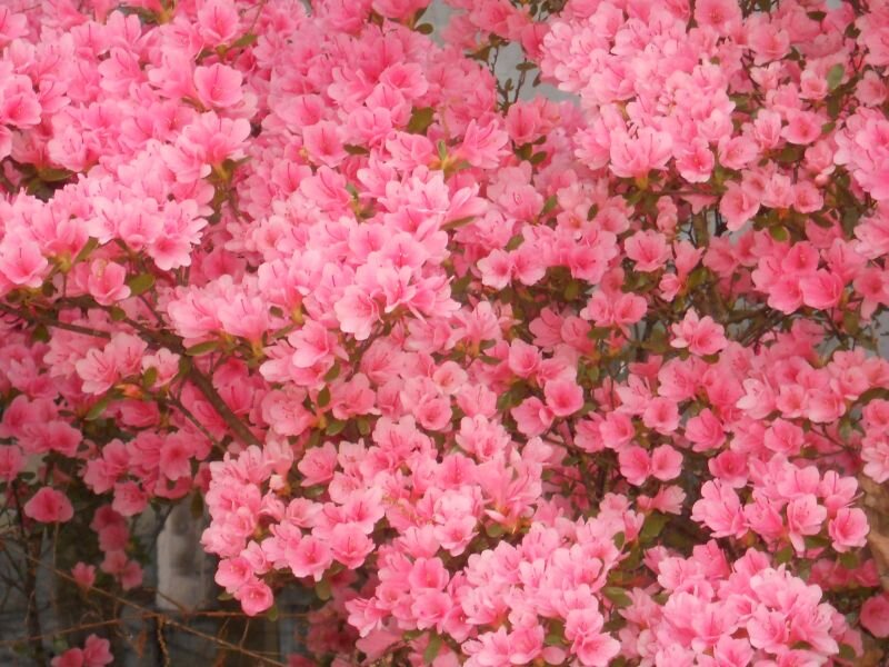 Pink Azalea Flowers — Calm, Spring, Photograph, Bush