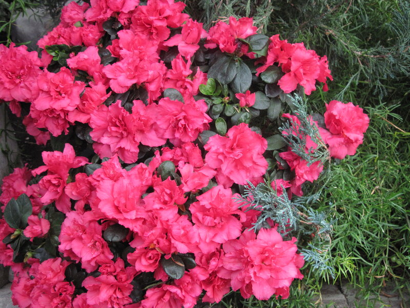 Pink Azalea Flowers — Calm, Spring, Photograph, Green Foliage, Conifer Branches