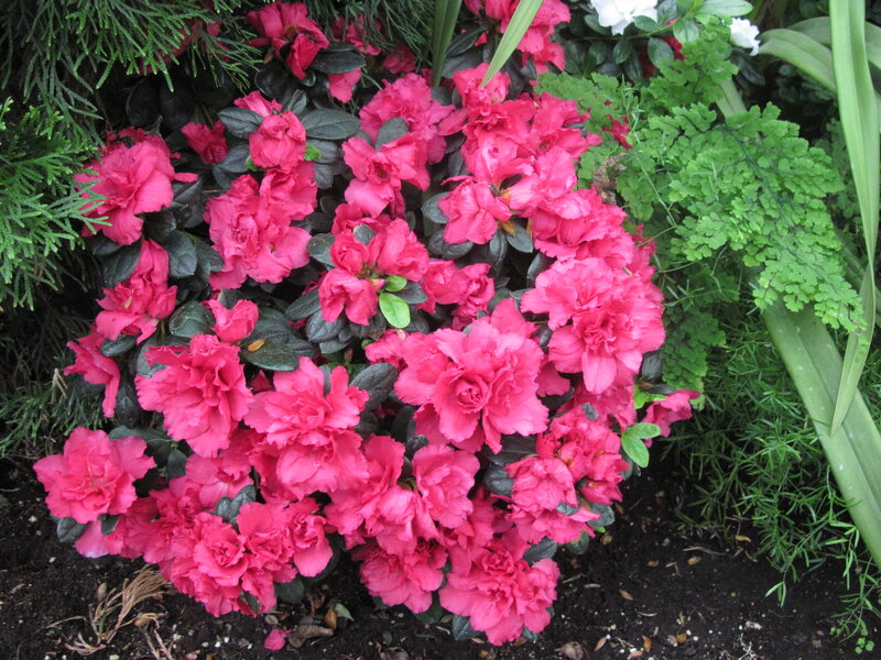 Pink Azalea Flowers — Calm, Spring, Photograph, Green Foliage, Dark Soil