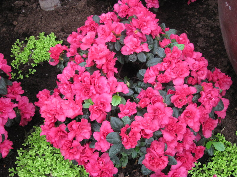 Pink Azalea Flowers — Calm, Spring, Photograph, Green Foliage, Soil