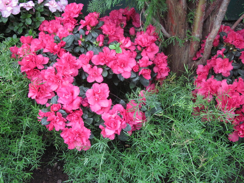 Pink Azalea Flowers — Calm, Spring, Photograph, Green Foliage, Tree Trunk, Grass