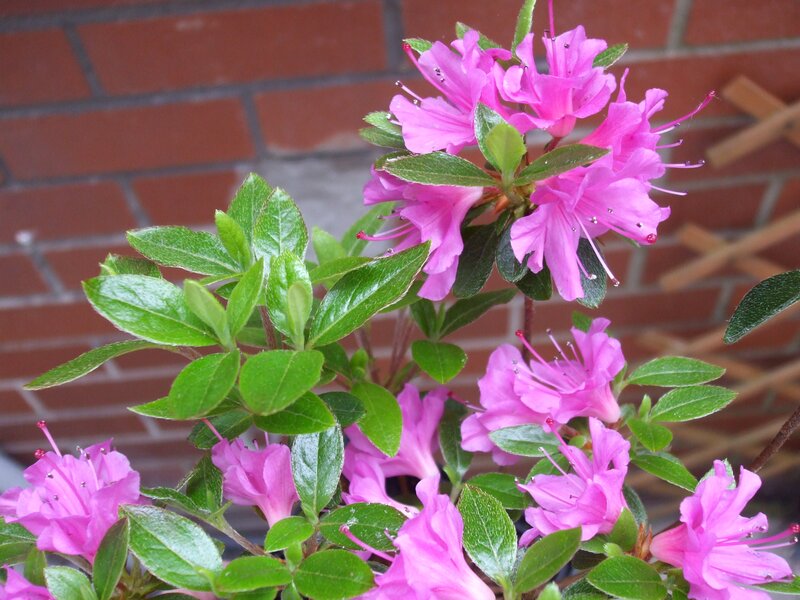 Pink Azalea Flowers — Calm, Spring, Photograph, Green Leaves, Brick Wall