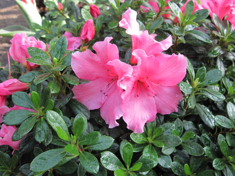 Pink Azalea Flowers — Calm, Spring, Photograph, Green Leaves, Buds
