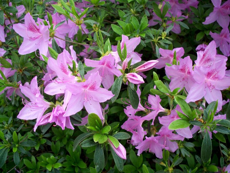 Pink Azalea Flowers — Calm, Spring, Photograph, Green Leaves, Bush