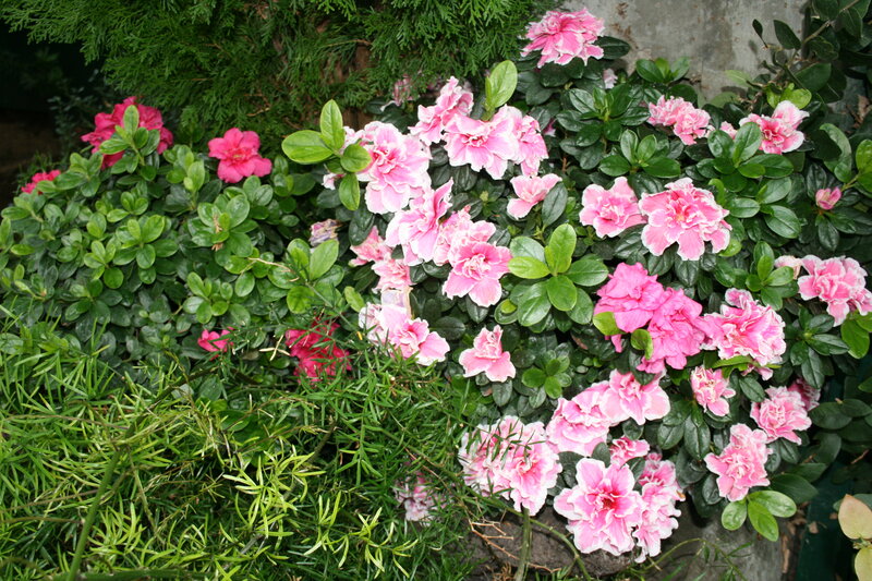 Pink Azalea Flowers — Calm, Spring, Photograph, Green Leaves, Coniferous Tree