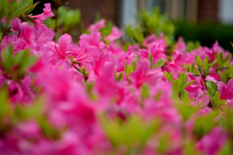 Pink Azalea Flowers — Calm, Spring, Photograph, Green Leaves, Raindrops