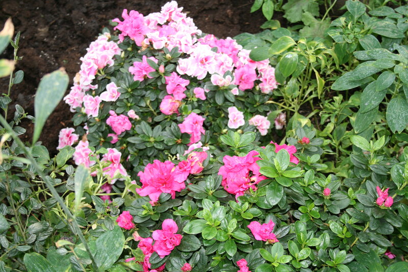 Pink Azalea Flowers — Calm, Spring, Photograph, Green Leaves, Soil