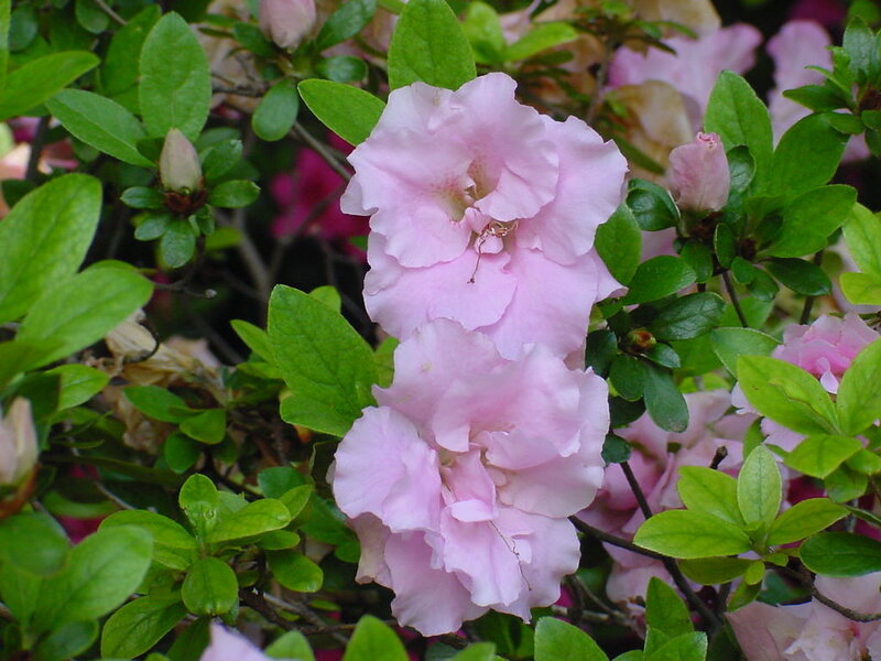 Pink Azalea Flowers — Calm, Spring, Photograph, Green Leaves