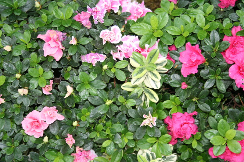 Pink Azalea Flowers — Calm, Spring, Photograph, Green Leaves, Variegated Leaf