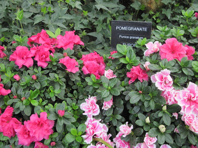 Pink Azalea Flowers — Calm, Spring, Photograph, Leaves, Sign