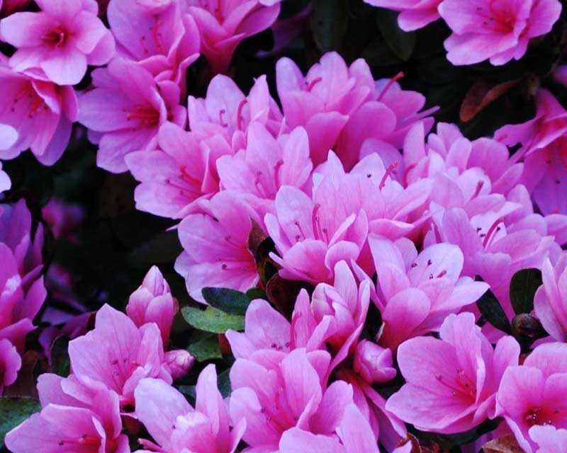 Pink Azalea Flowers — Calm, Spring, Photograph, Leaves