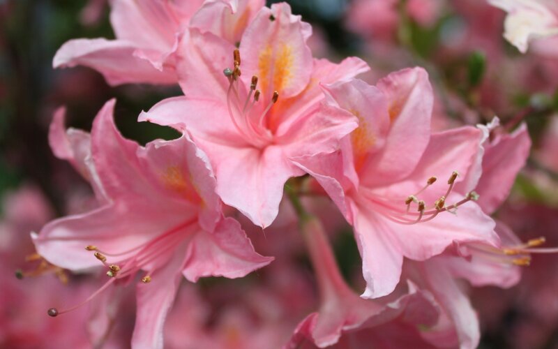 Pink Azalea Flowers — Calm, Spring, Photograph, Stamen