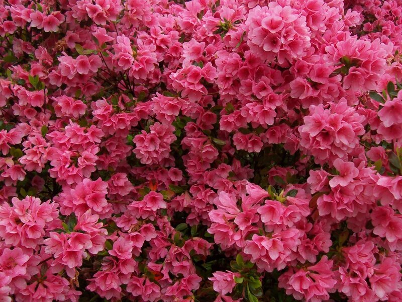 Pink Azalea Flowers — Calm, Spring, Photograph