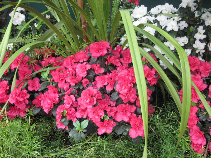 Pink Azalea Flowers — Calm, Spring, Photograph, White Flowers, Green Grass