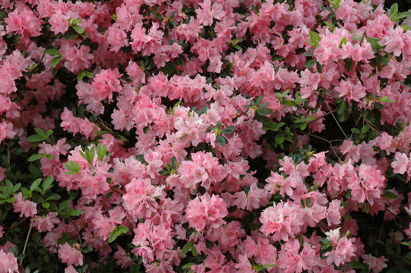Pink Azalea Flowers — Calm, Spring