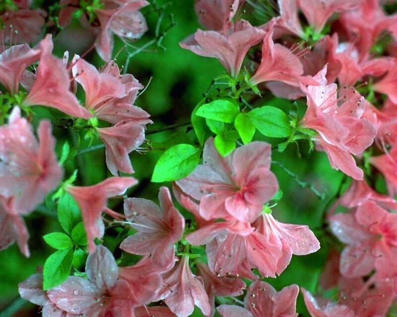 Pink Azalea Flowers — Calm