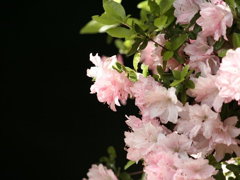 Pink Azalea Flowers — Dark Background