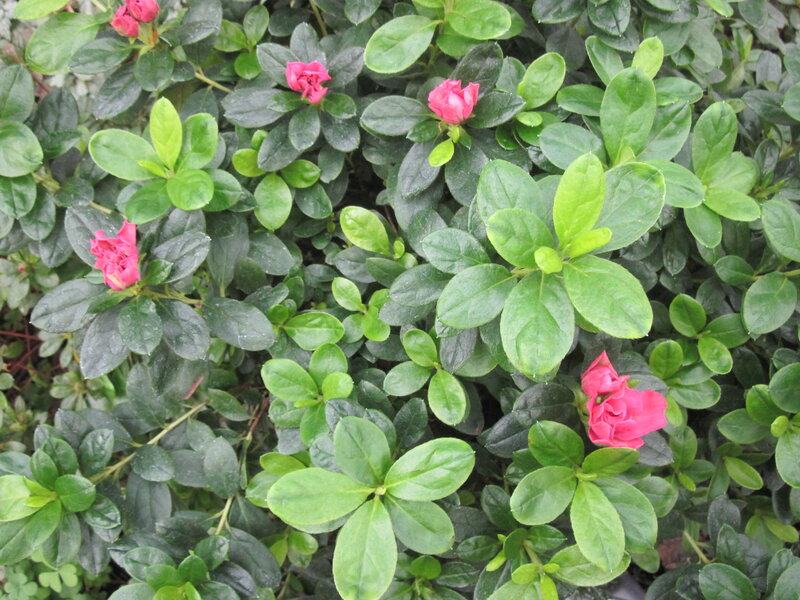 Pink Azalea Flowers — Green, Calm