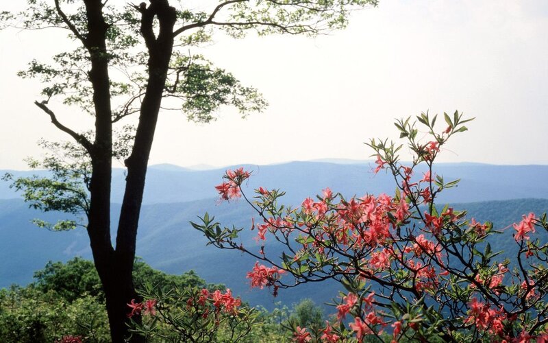 Pink Azalea Flowers — Green, Serene, Spring