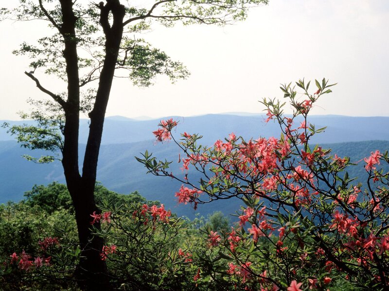 Pink Azalea Flowers — Green