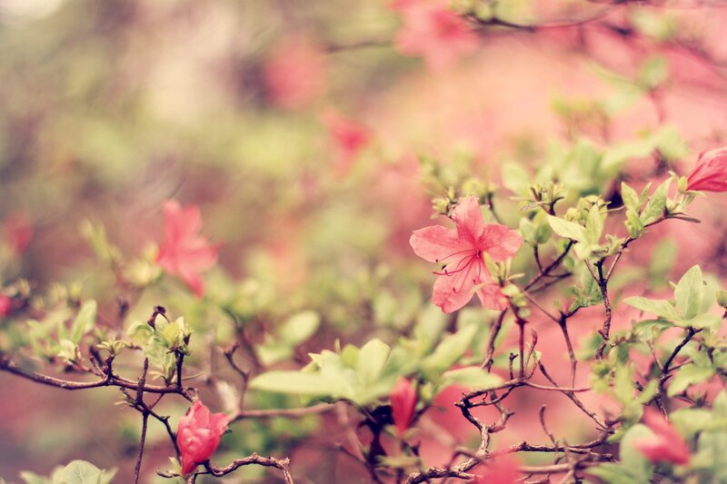 pink azalea flowers in bloom
