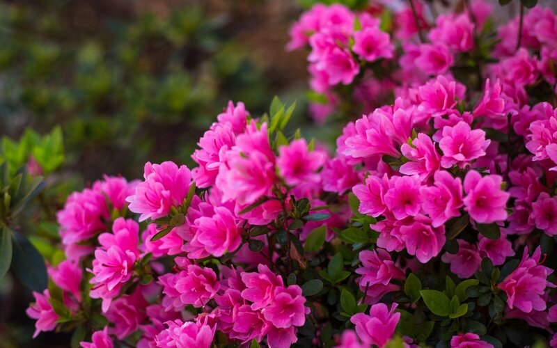 Pink azalea flowers in bloom