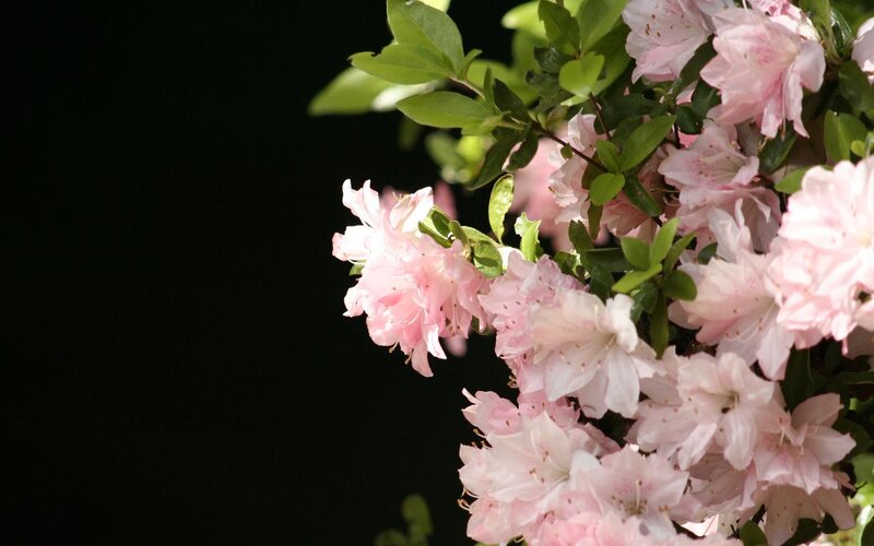 Pink azalea flowers in bloom