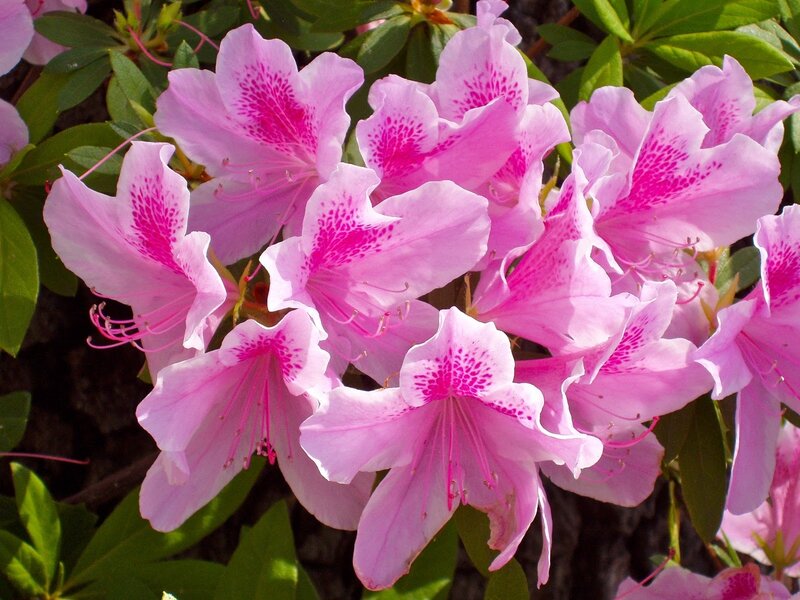 Pink azalea flowers in bloom