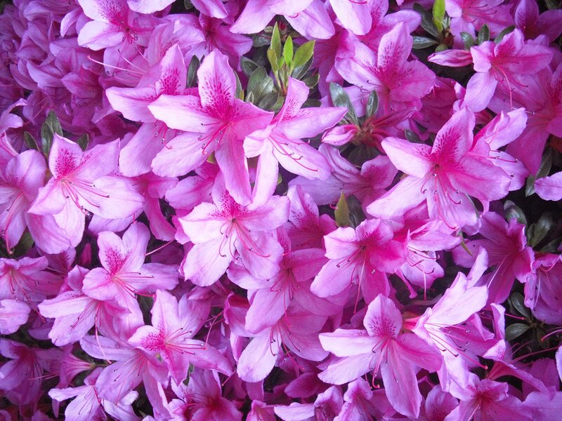 Pink azalea flowers in bloom