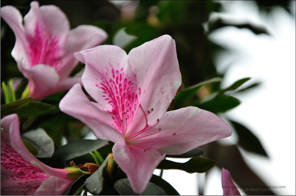 Pink azalea flowers in bloom